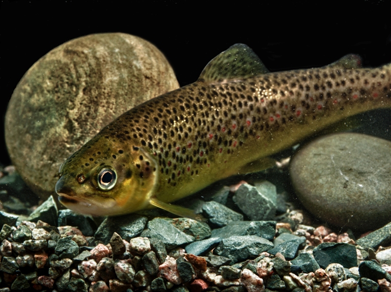 Memorial researchers have just released their findings about GM Atlantic salmon and brown trout.