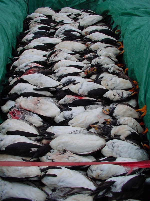 Dead seabirds