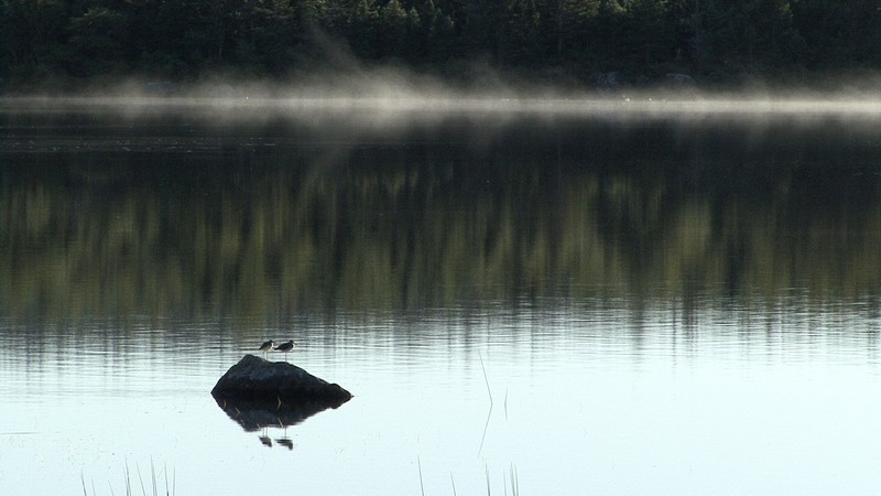 Great Yellowlegs