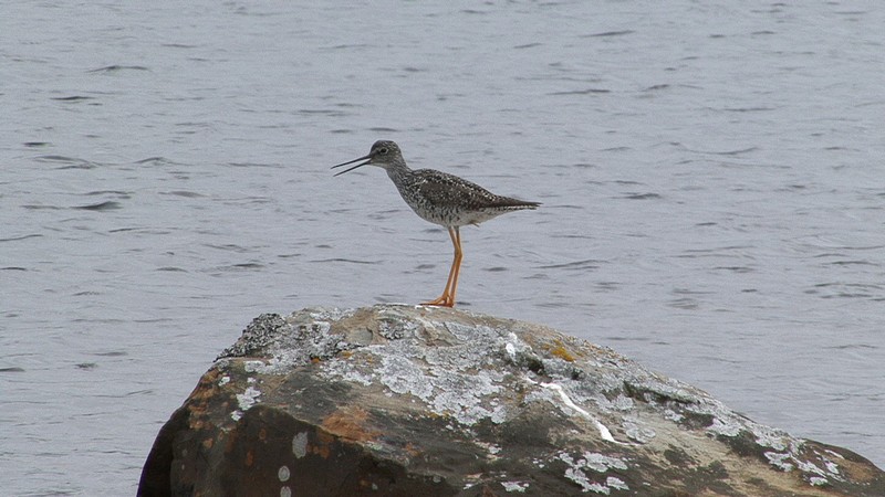 Great Yellowlegs