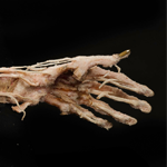 Body Works specimen of human hand