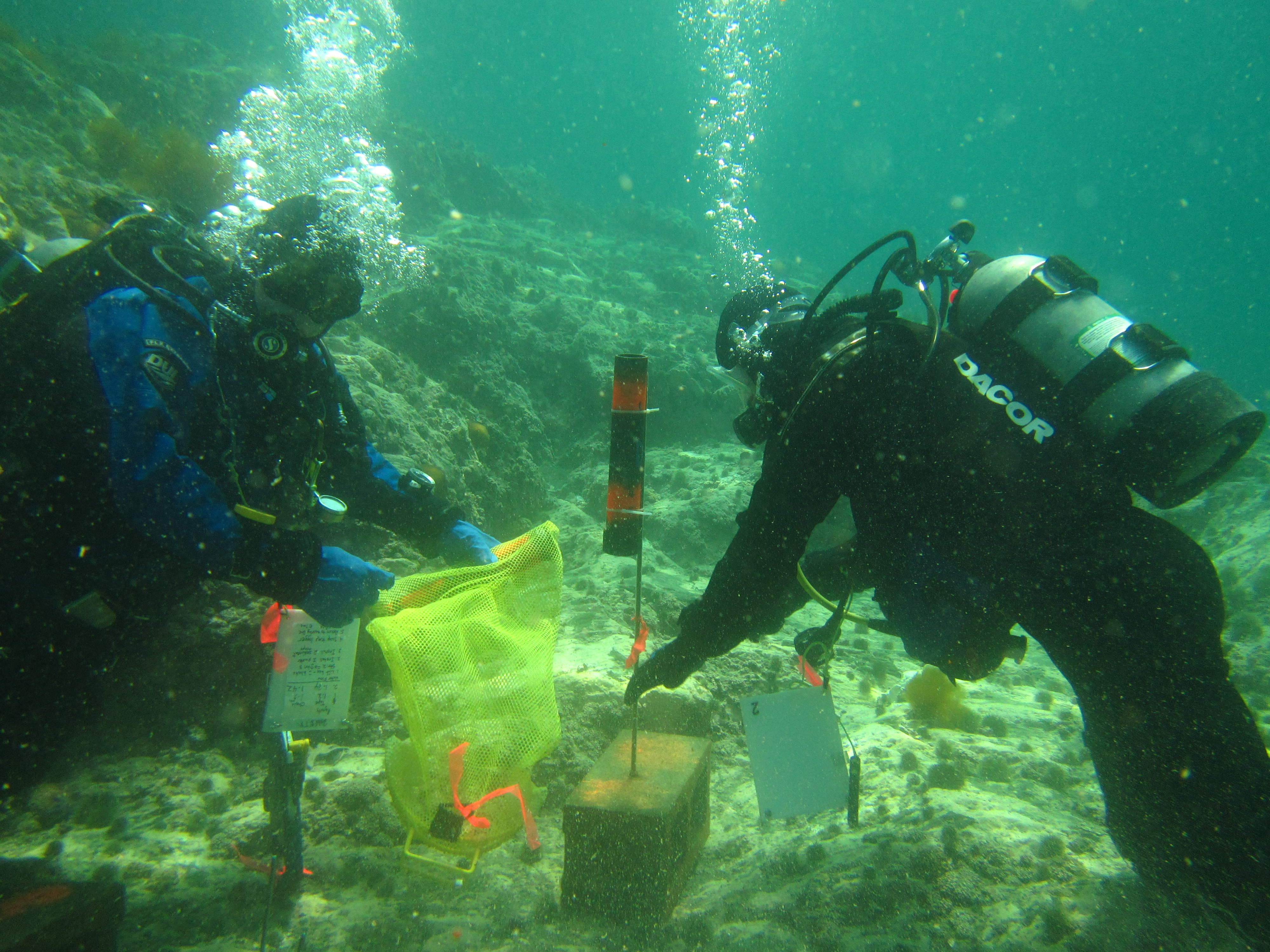 Student divers