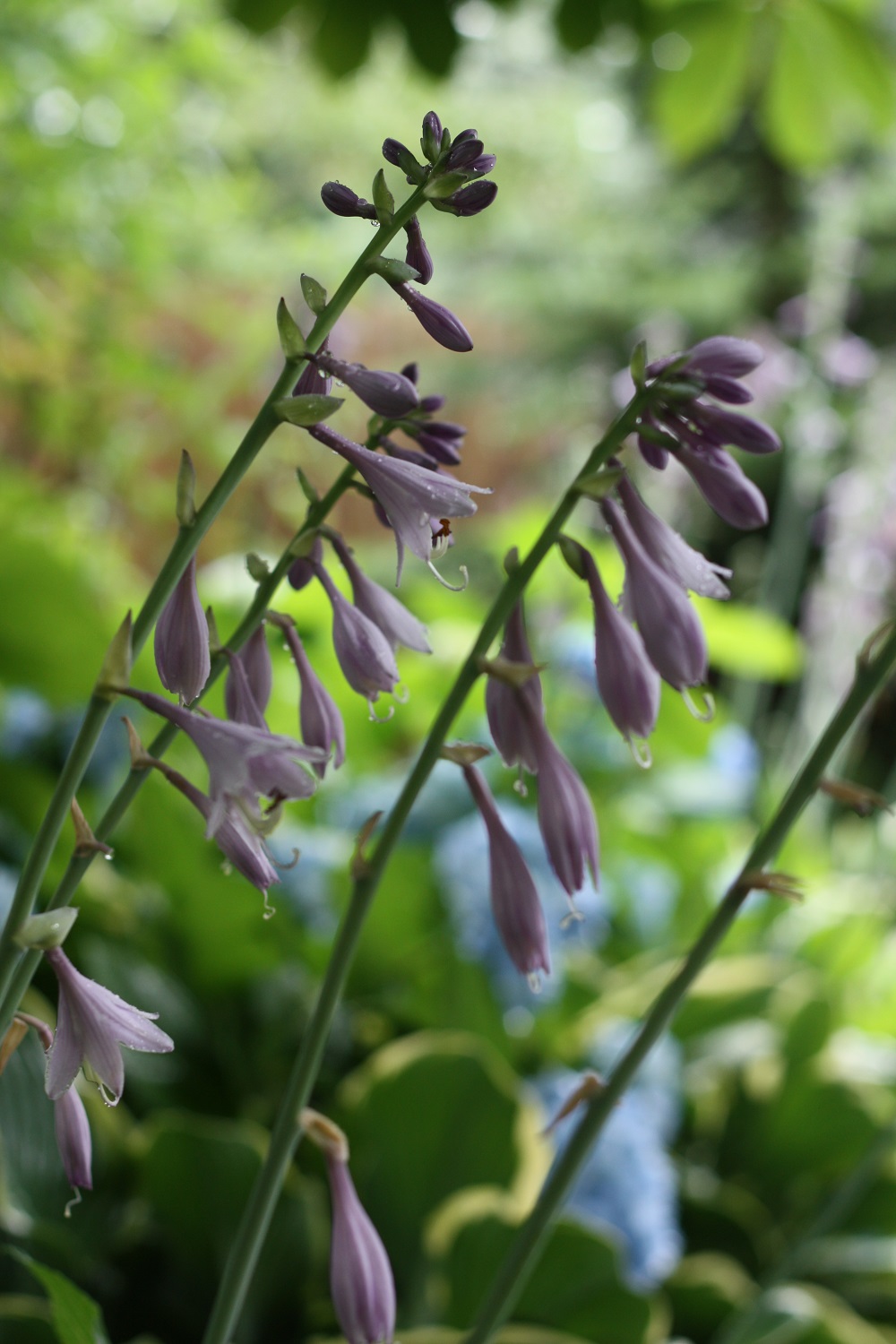 Mystery Garden Tour